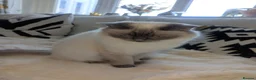 Ragdoll cats for sale: 2 Ragdoll cats in Cramlington - Advert 5