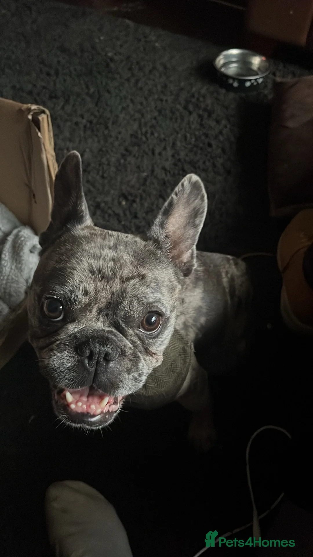 French Bulldog dogs for sale: French bulldogs pups  in Warrington - Advert 16