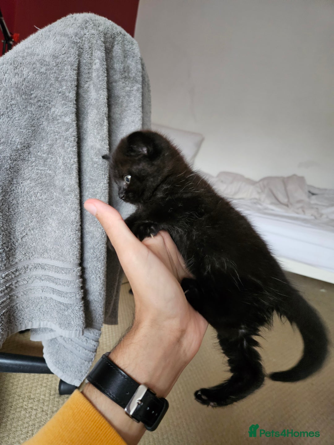 British Shorthair cats for sale: British shorthair mix  - Image 3