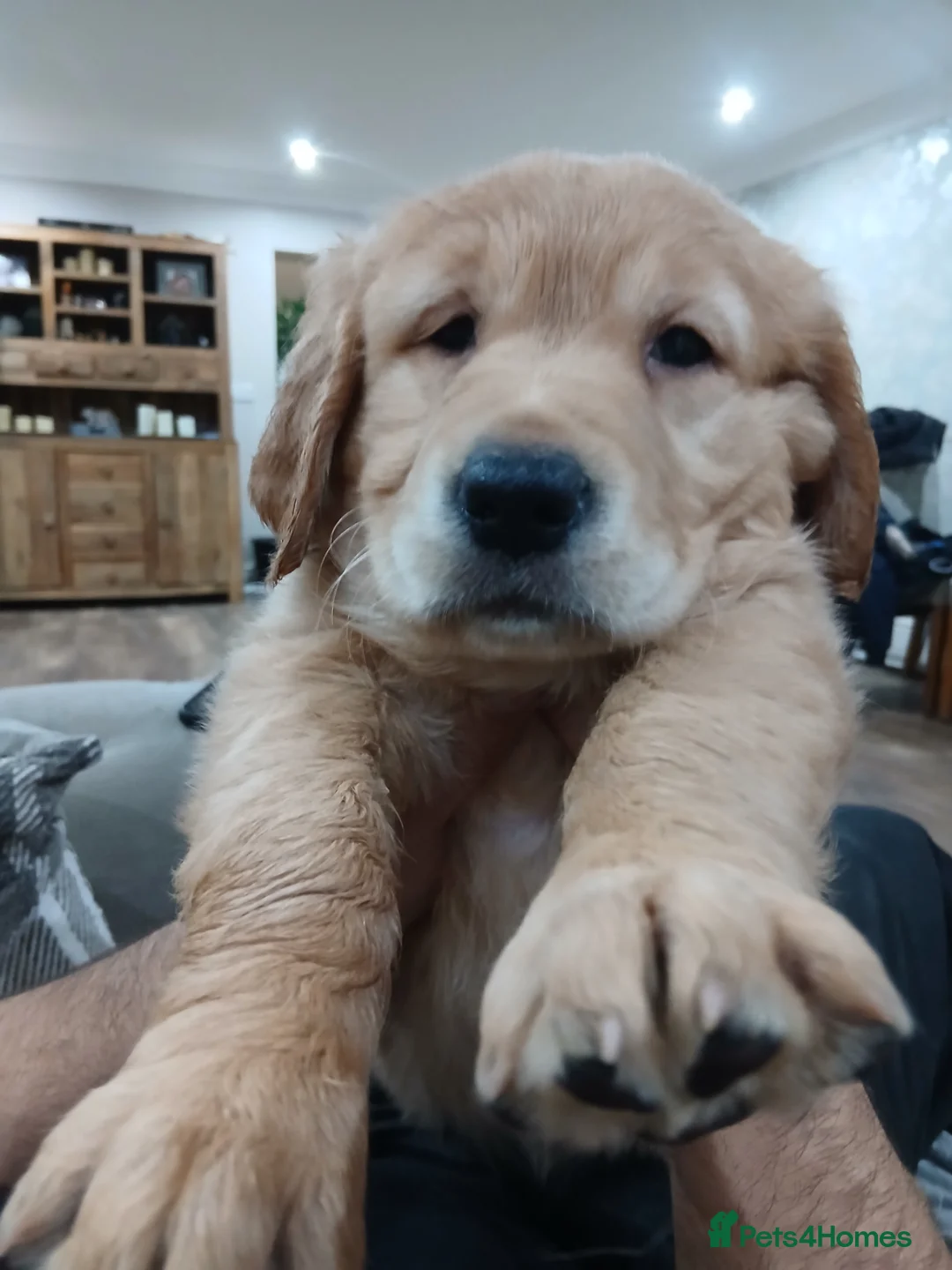 Golden Retriever dogs for sale: Chunky KC registered golden retrievers  - Advert 6