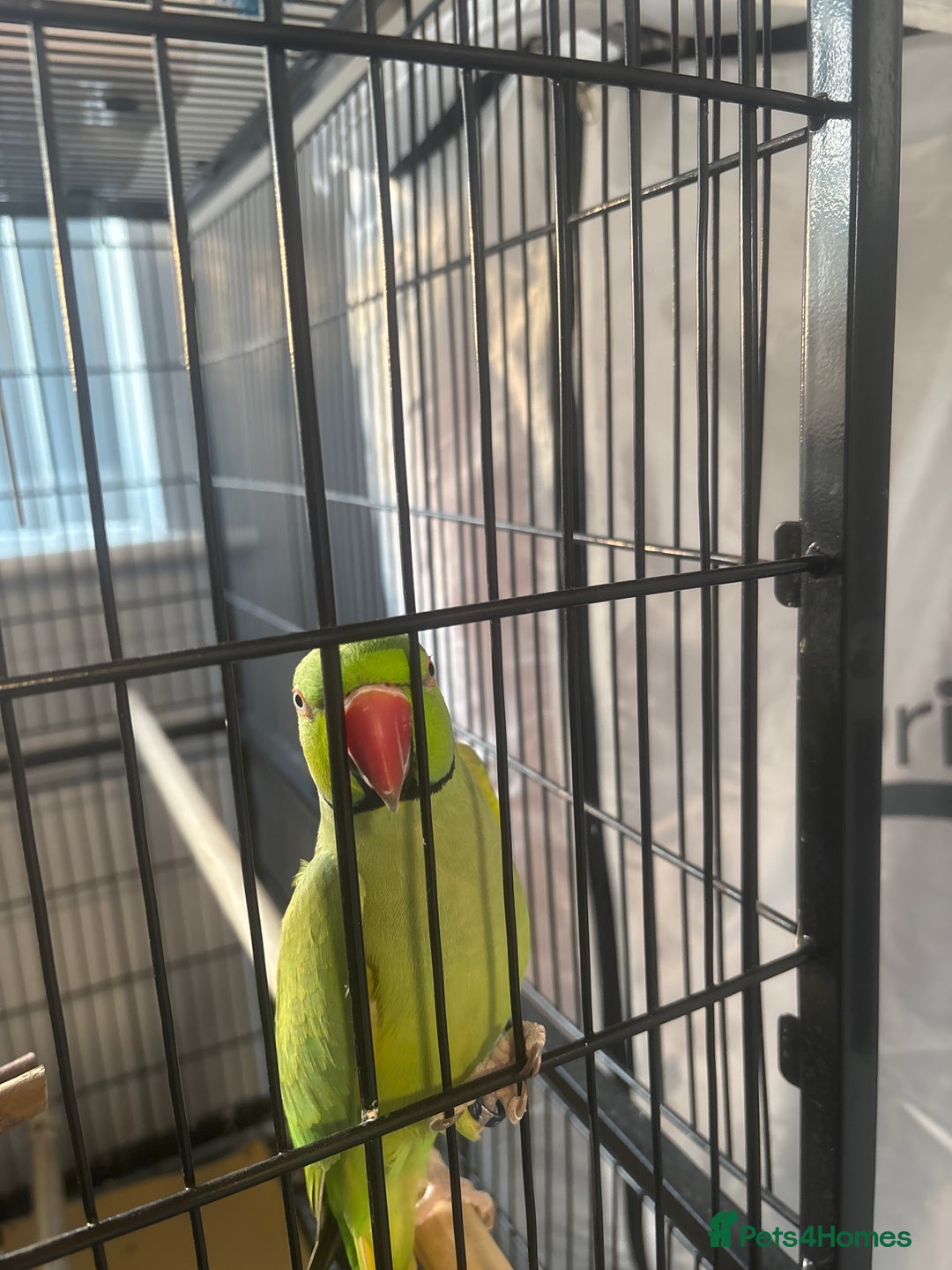 Ringnecks birds for sale: George - Advert 1