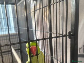 Ringnecks birds George - Advert 12