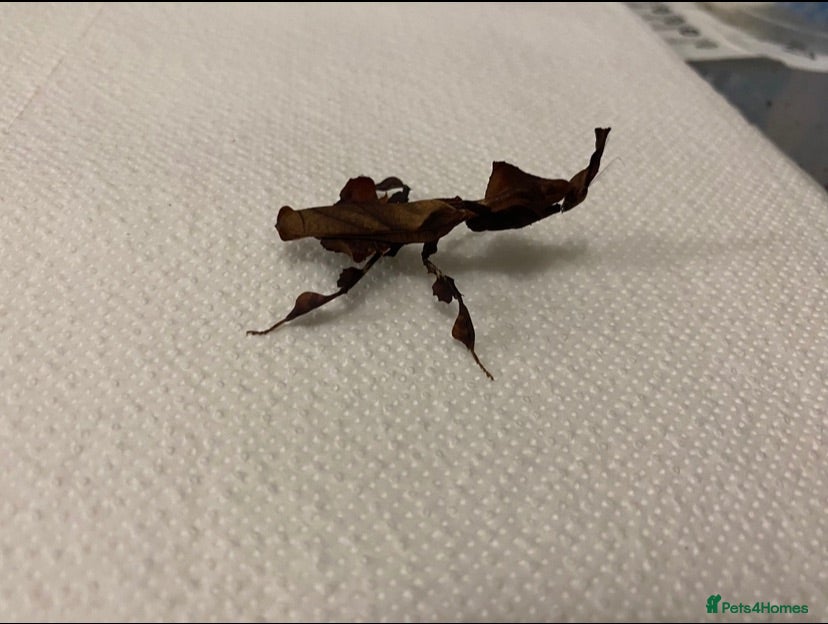 Mixed Breed invertebrates Mantis/stick isnects and eggs , snails, millipedes - Advert 10