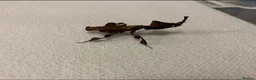 Mixed Breed invertebrates for sale: Mantis/stick isnects and eggs , snails, millipedes - Advert 1