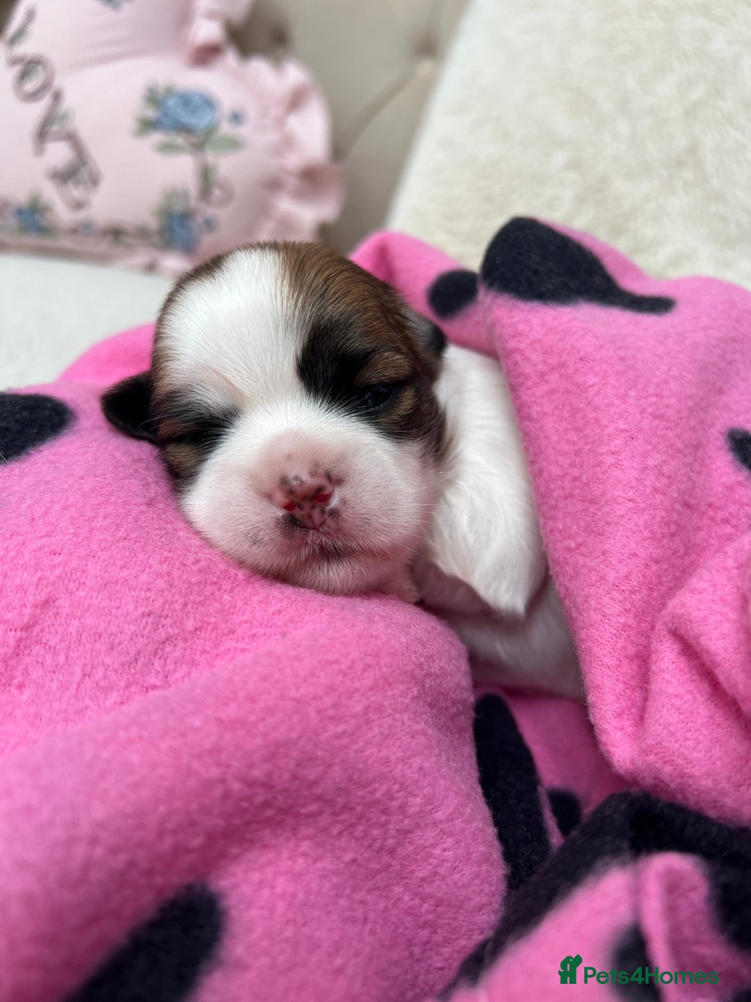 Lhasa Apso dogs for sale: Beautiful Lhasa apso puppies 🐶  - Image 12