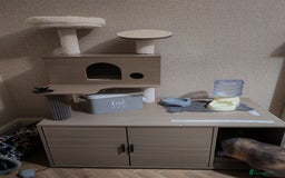 British Shorthair cats for sale: 2 year old British short hair  - Advert 3