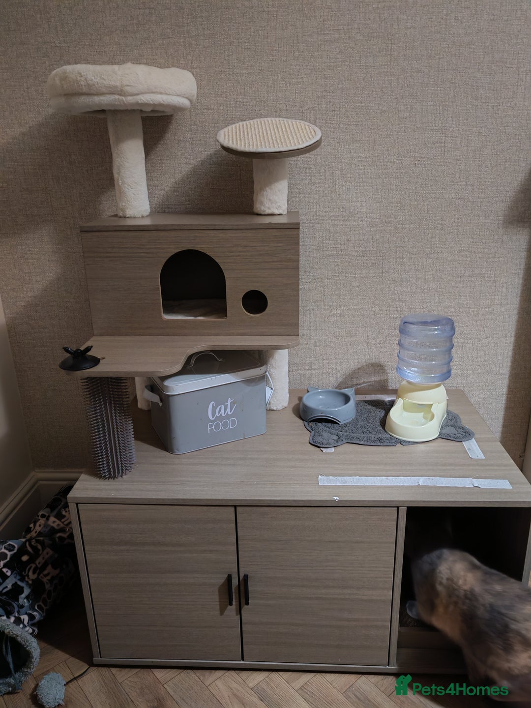 British Shorthair cats for sale: 2 year old British short hair  - Advert 3