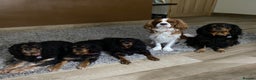 Cavalier King Charles Spaniel dogs for stud: KC DNA clear Cavalier King Charles Spaniel Stud - Advert 2