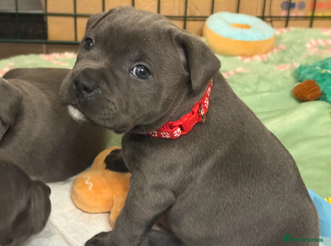 Staffordshire Bull Terrier dogs for sale: KC Blue Staffordshire Bull Terrier Puppies SOLD - Advert 32
