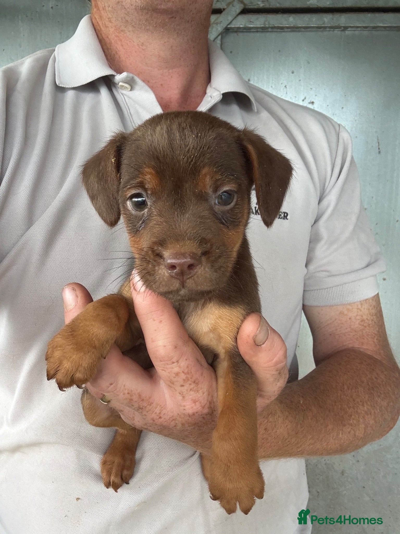 Patterdale Terrier dogs Quality Patterdale Pups Available  - Advert 1