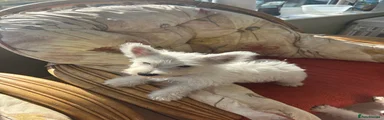 West Highland Terrier 4