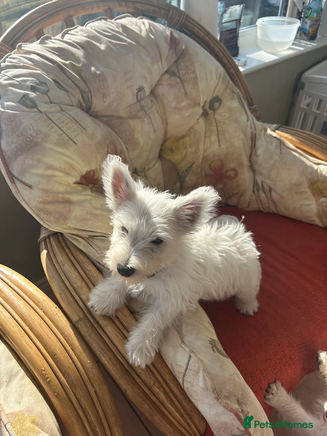West Highland Terrier dogs for sale: 5 generation Kc pups in Llandysul - Advert 2