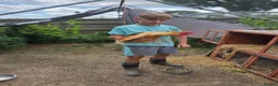 Chickens poultry for sale: 🐓 Brahma × Legbar × isa brown rooster in Folkestone - Advert 3