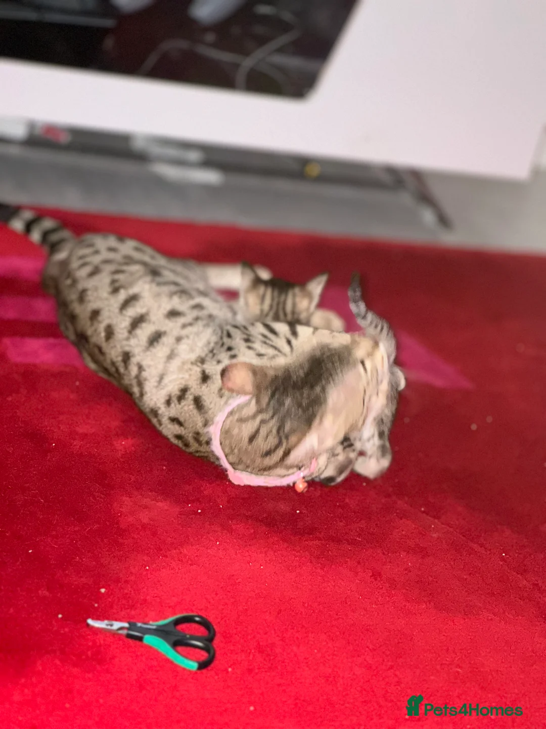 Savannah cats for sale: Stunning F3 Savannahs Last spotted girl - Advert 27