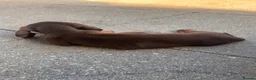 Miniature Dachshund dogs for sale: Miniature dachshund puppies  - Advert 5