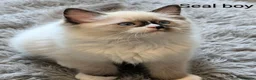 Ragdoll cats for sale: TICA registered Ragdoll kittens  in Bracknell - Advert 22