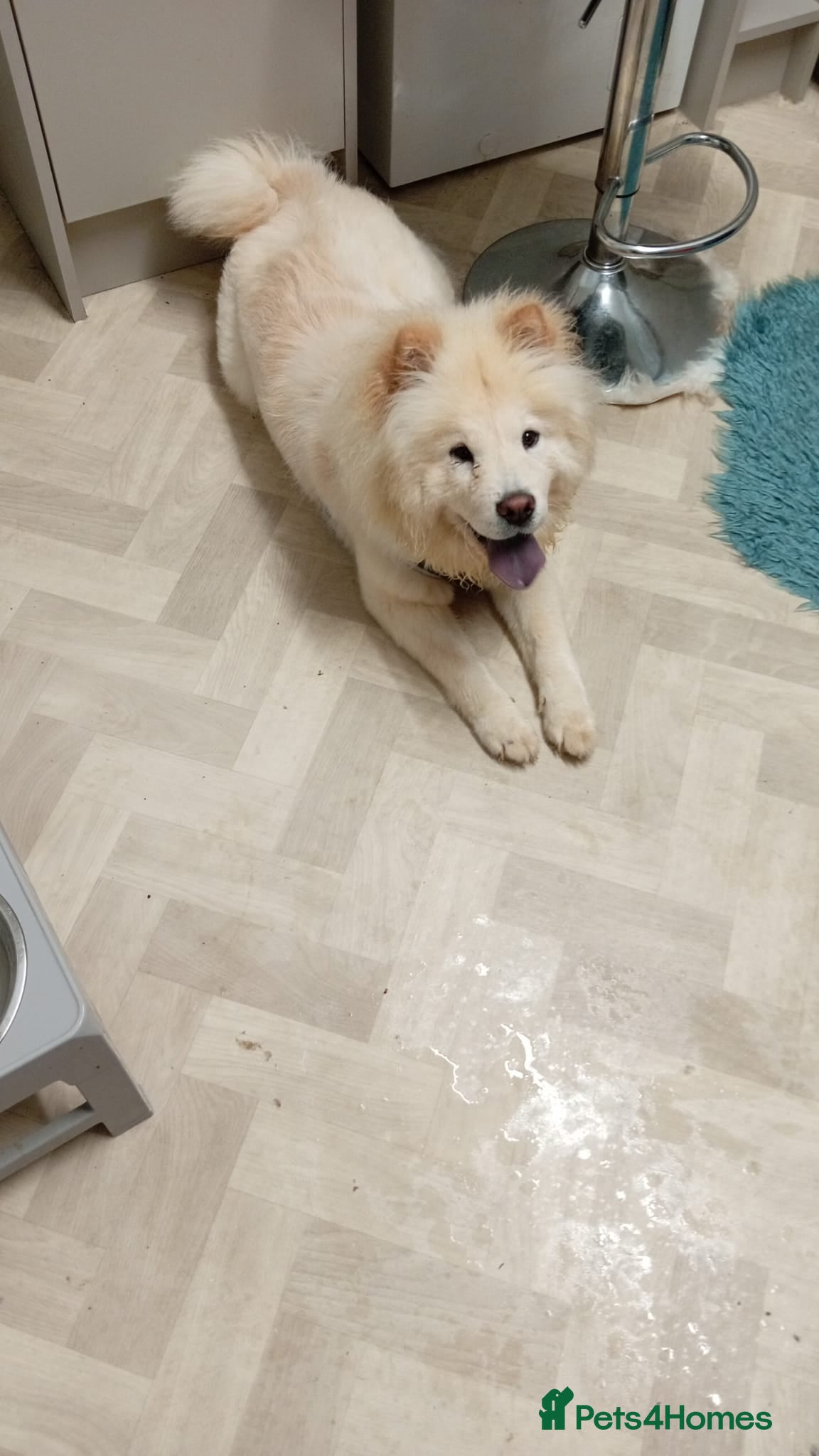 Chow Chow dogs Gorgeous white chow chow girl  - Advert 1