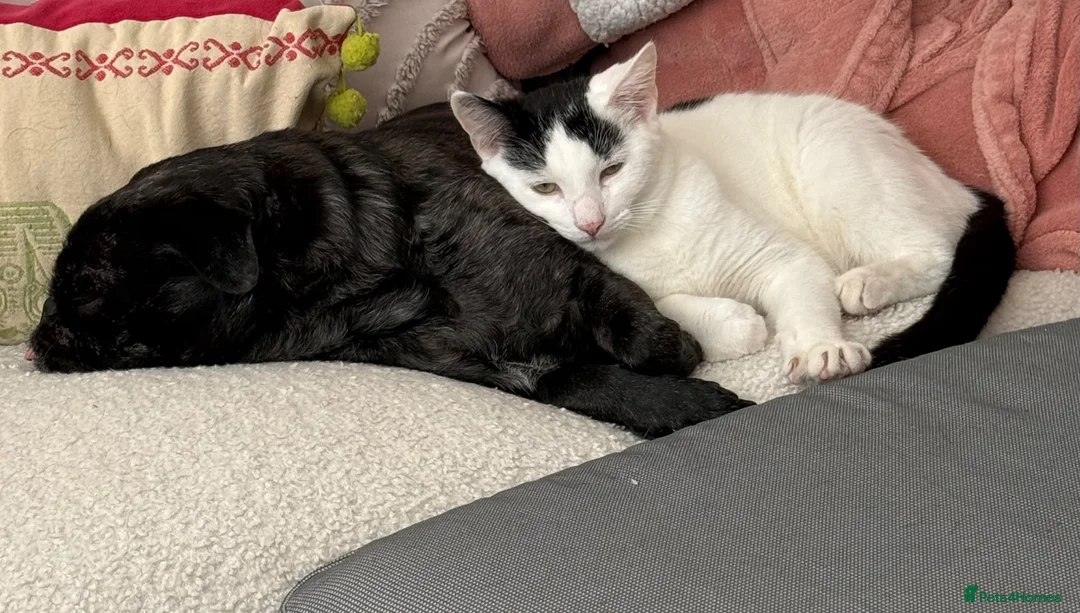Domestic Shorthair cats for sale: Adolescent kitten in Coventry - Advert 2