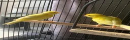 Canaries birds for sale: Canary cock  in Saint Helens - Advert 1