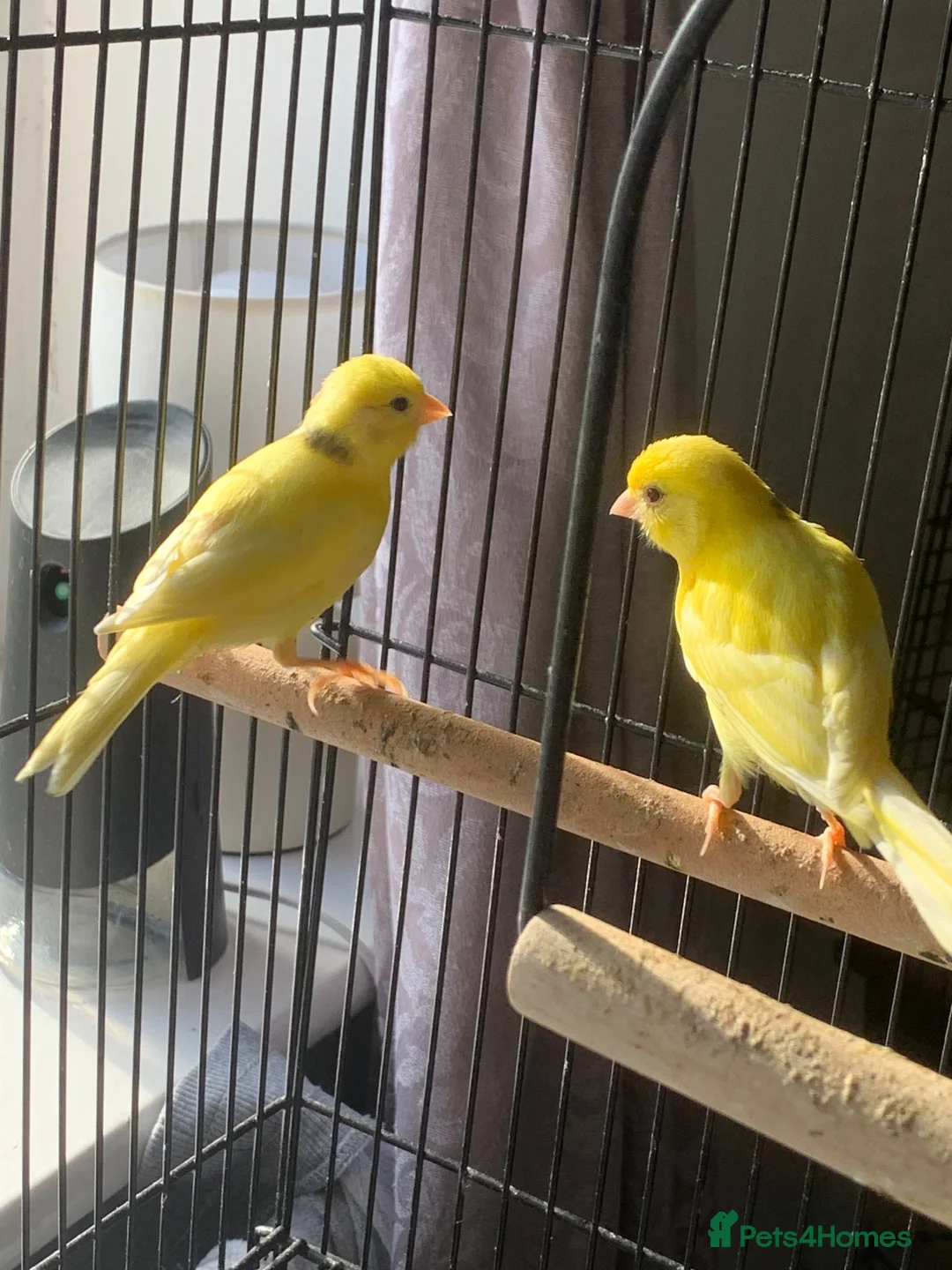 Canaries birds for sale: Canary cock  in Saint Helens - Advert 1