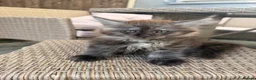 Maine Coon cats for sale: READY NOW⭐️ Tica Maincoon kittens  - Advert 16