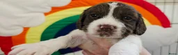English Springer Spaniel dogs for sale: KC Home - Heath tested, Licensed Springer Pups⭐️ - Advert 19
