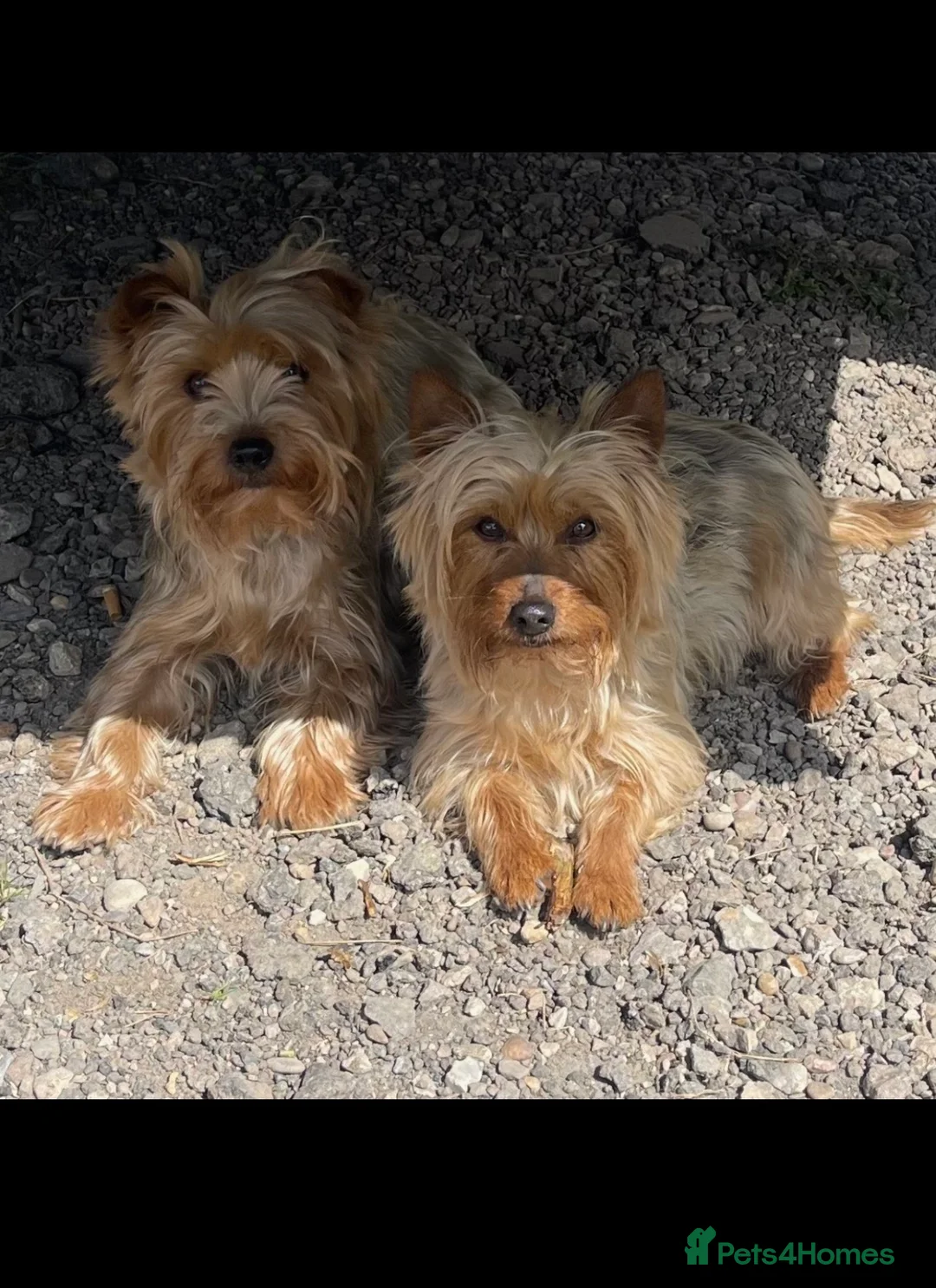 Yorkshire Terrier dogs for sale: Yorkshire terrier puppies for sale  - Advert 2