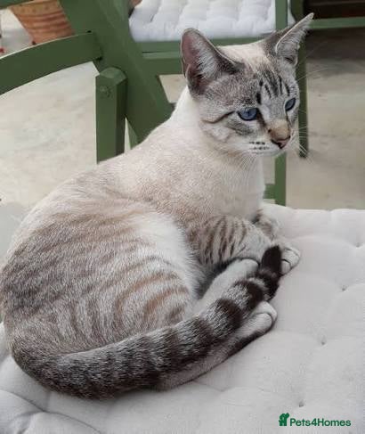 Domestic Shorthair cats Lynx Point Siamese Tabby mix  - Advert 1
