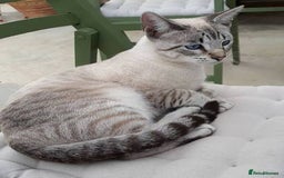 Domestic Shorthair cats for sale: Lynx Point Siamese Tabby mix  - Advert 1