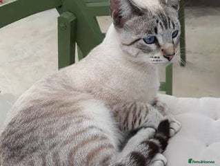 Domestic Shorthair cats Lynx Point Siamese Tabby mix - Advert 1