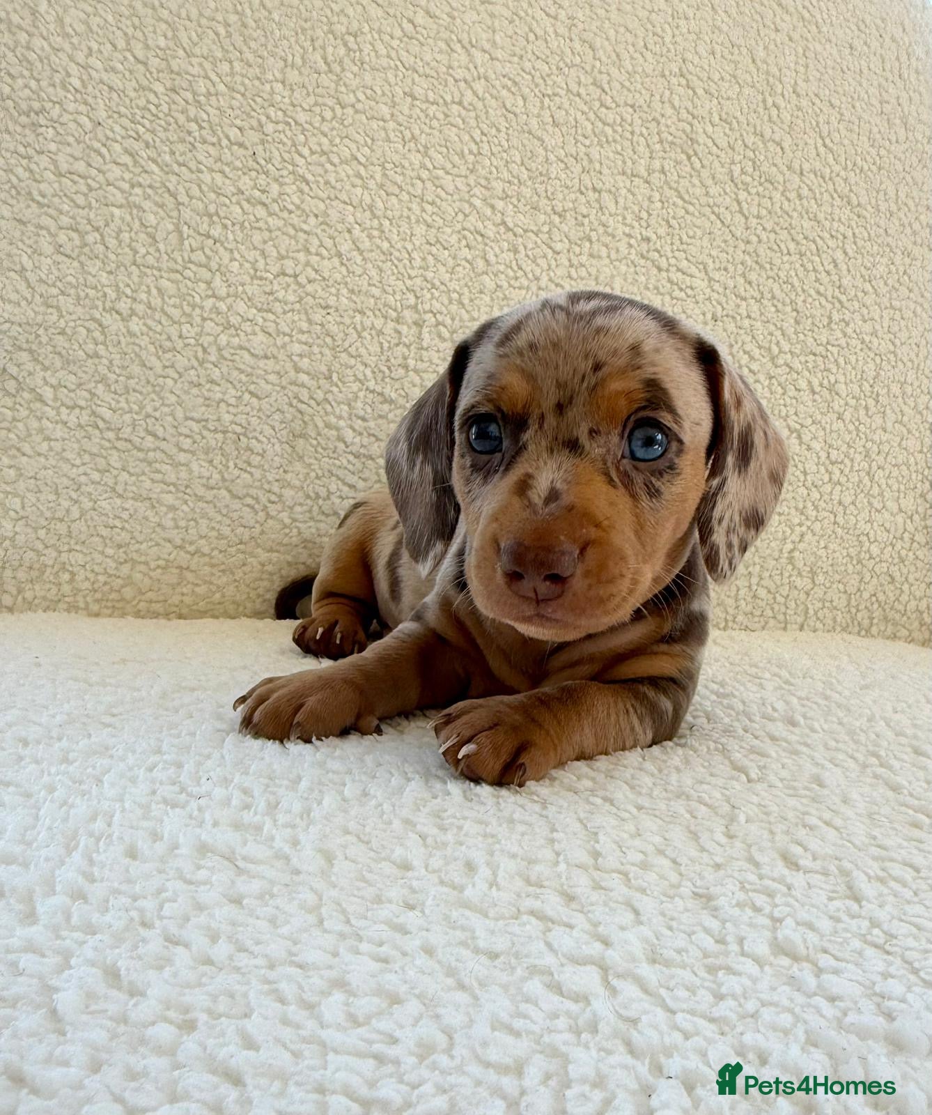 Miniature Dachshund dogs Beautiful miniature dachshund puppies  - Advert 14