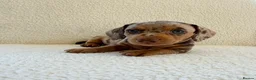 Miniature Dachshund dogs for sale: REDUCED £750 - Advert 10