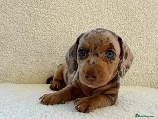 Miniature Dachshund dogs Beautiful miniature dachshund puppies - Advert 8