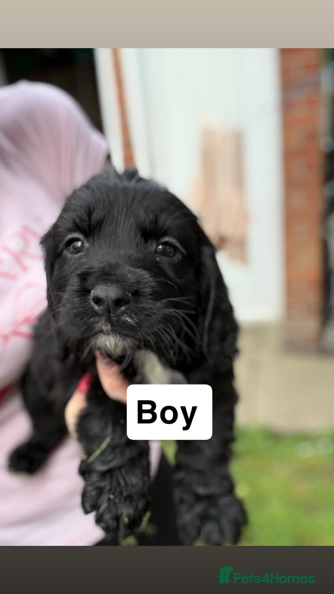 Cocker Spaniel dogs for sale: Cocker spaniel puppy’s  - Advert 7