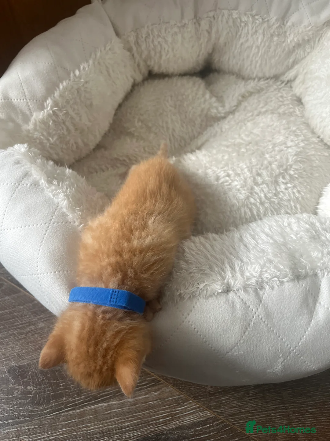 Mixed Breed cats for sale: Gorgeous playful kittens  - Advert 19