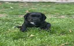 Cocker Spaniel dogs for sale: Cocker Spaniel Puppies looking for the best homes - Image 31
