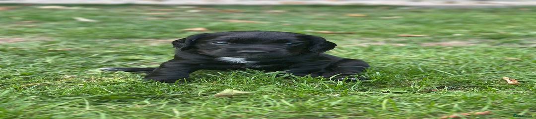 Dark green collar boy 