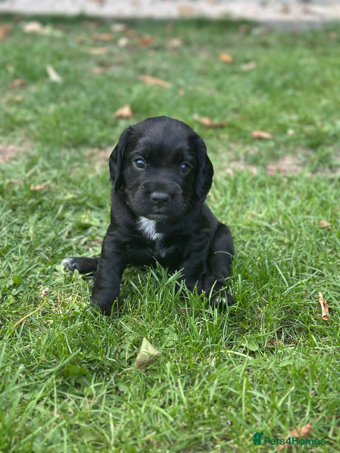Cocker Spaniel dogs for sale: Cocker Spaniel Puppies looking for the best homes - Image 31