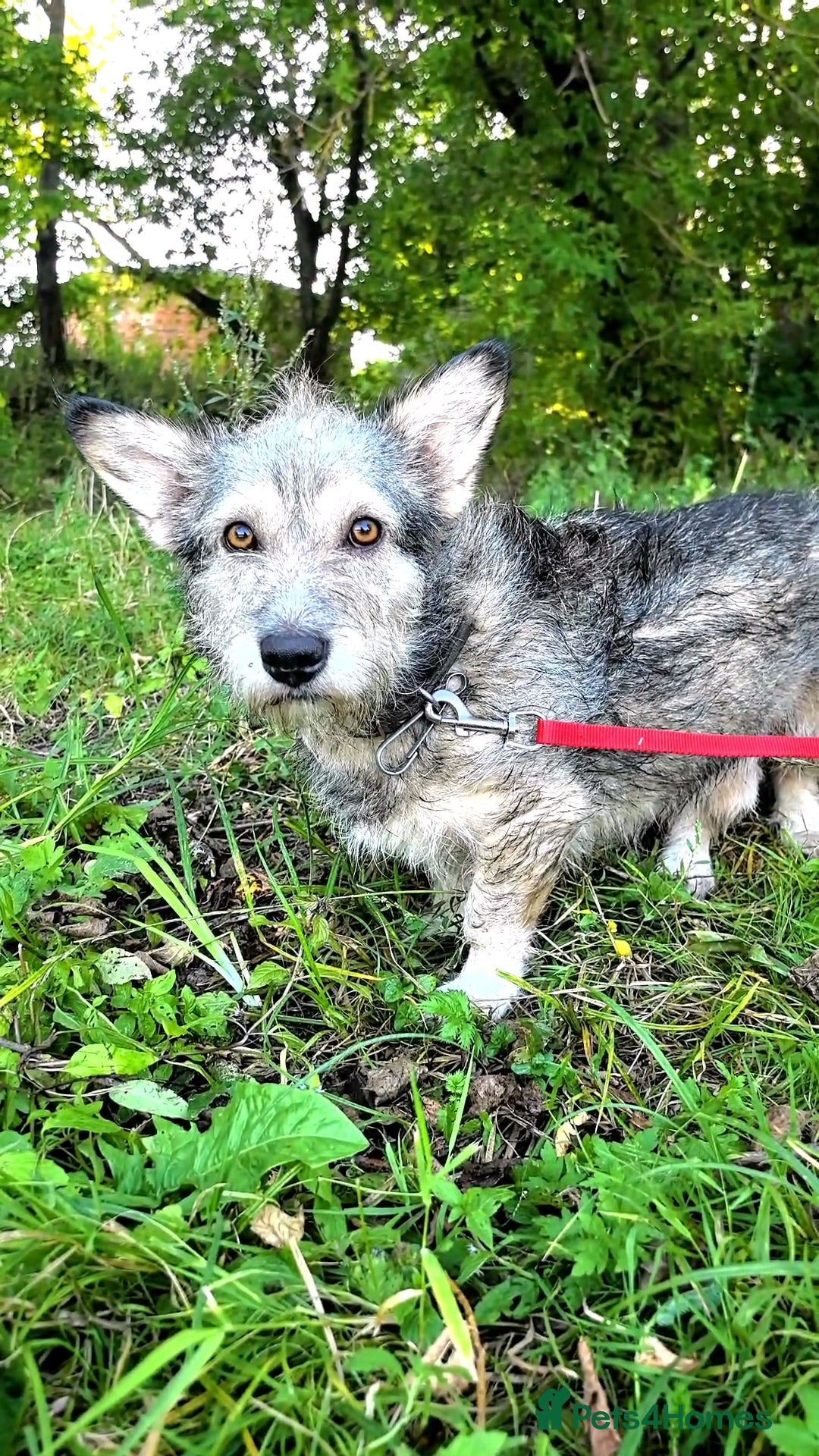 Mixed Breed dogs for adoption: 💙🐶 CHIP 🐶💙 - Image 9