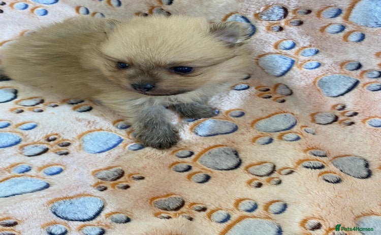 Pomeranian dogs - Advert 1