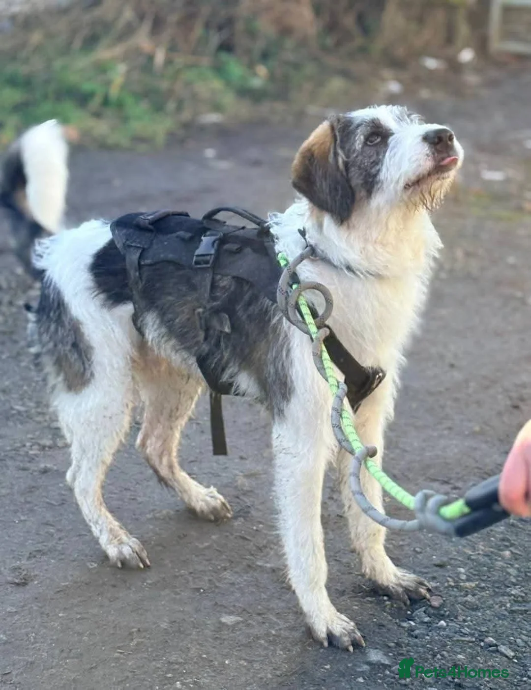 Mixed Breed dogs for adoption: Meet Ash, currently residing in Essex  - Advert 2