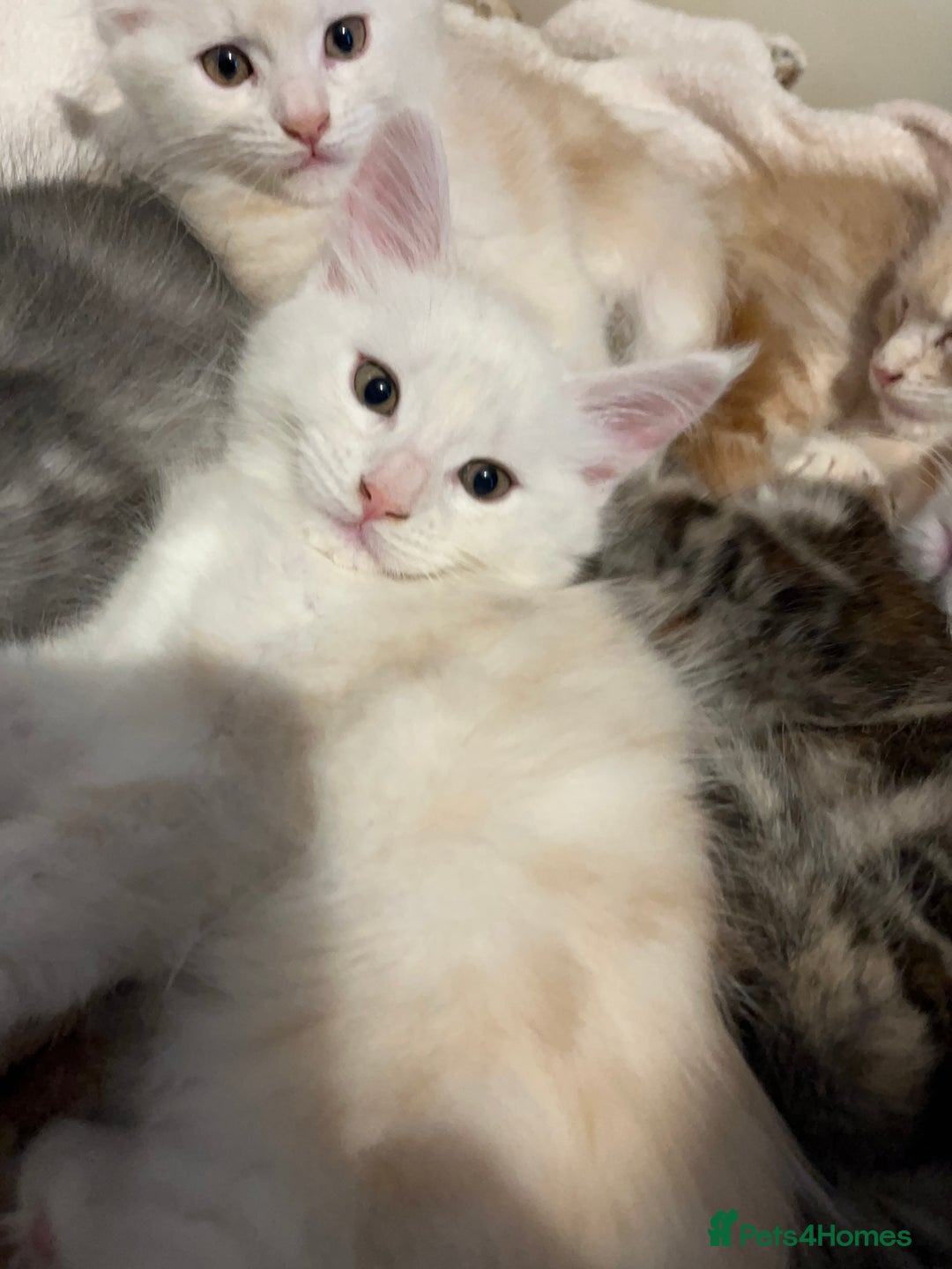 Maine Coon cats for sale: Purebred Maincoons Kittens - Advert 12
