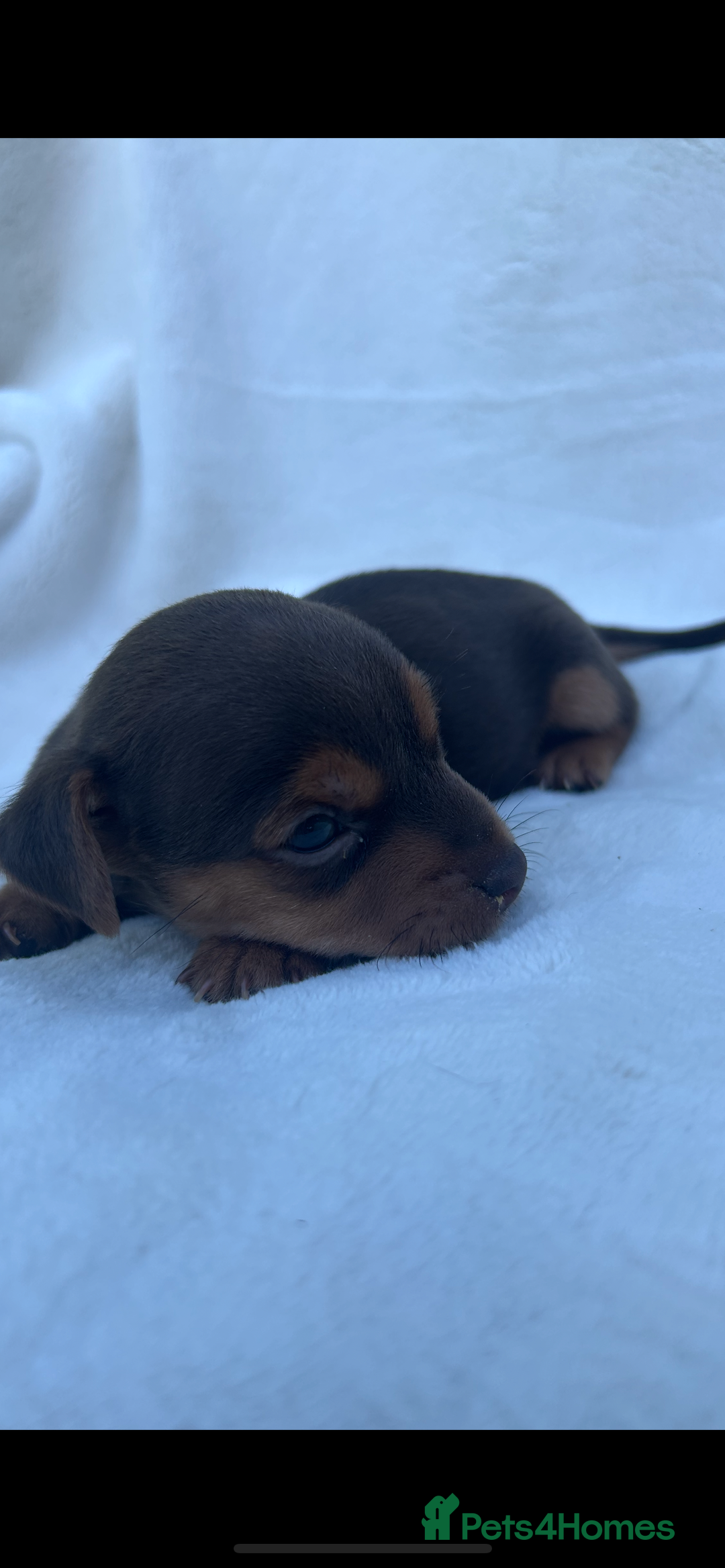 Jack Russell dogs for sale: Stunning Jack Russell Puppies  - Image 16