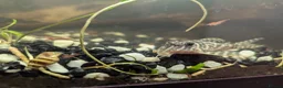 Plecos fish for sale: L236 pleco adult  in Wrexham - Advert 4