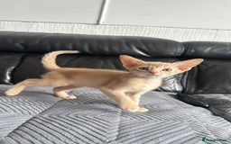 Abyssinian cats for sale: Abyssinian kittens  - Image 14