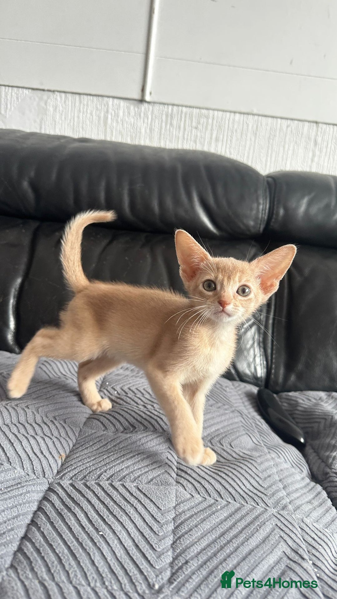 Abyssinian cats for sale: Abyssinian kittens  - Image 14