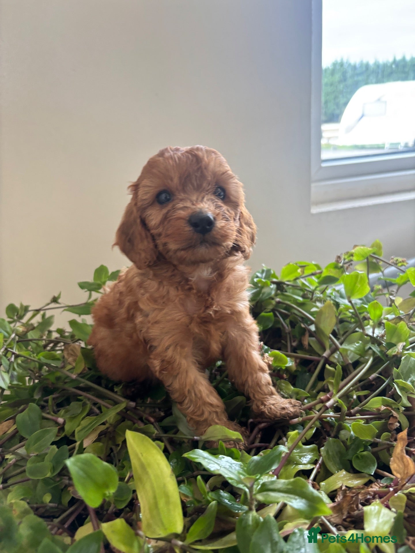 Cockapoo dogs Beautiful cockapoo puppies - Advert 3