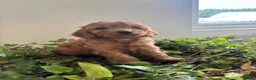 Cockapoo dogs for sale: Beautiful cockapoo puppies in Doncaster - Advert 1