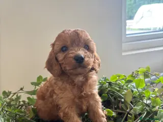 Cockapoo dogs Beautiful cockapoo puppies - Advert 1