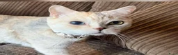British Shorthair cats for sale: 5 Chocholate golden British shorthair kittens 🐱  - Advert 15